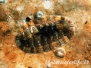Mittelmeer Schnecken-Gastropoda-snails