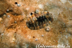 Gruene Kaeferschnecke-Dubrovnik-2015-002