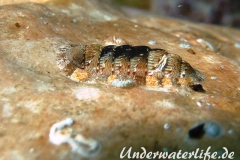 Gruene Kaeferschnecke-Dubrovnik-2015-003
