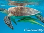 Grüne Meeresschildkröte (Chelonia mydas) Indik