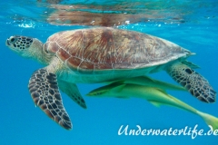 Gruene Meeresschildkroete_adult-Marsa alam-2012-001