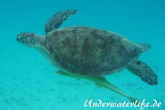 Gruene Meeresschildkroete_adult-Marsa alam-2012-002