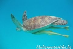 Gruene Meeresschildkroete_adult-Marsa alam-2012-003