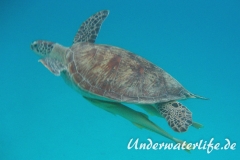 Gruene Meeresschildkroete_adult-Marsa alam-2012-004