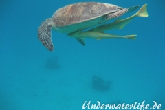 Gruene Meeresschildkroete_adult-Marsa alam-2012-005