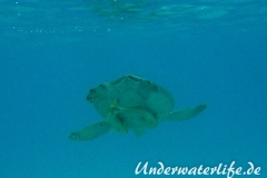 Gruene Meeresschildkroete_adult-Marsa alam-2012-006