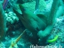 Grüne Muräne (Gymnothorax funebris)