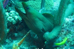 Gruene Muraene_adult-Karibik-2014-001