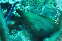 Gruene Muraene_adult-Karibik-2014-003