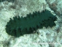 Grüne-Zahnrad-Seewalze (Stichopus chloronotus)