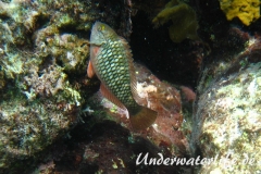 Gruener Papageifisch_adult-Karibik-2014-2