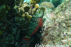 Gruener Papageifisch_maennchin-adult-Karibik-2014-001