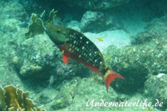 Gruener Papageifisch_maennchin-adult-Karibik-2014-002