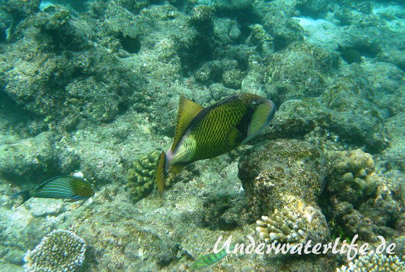 Gruener-Riesendrueckerfisch_adult-Malediven-2013-03