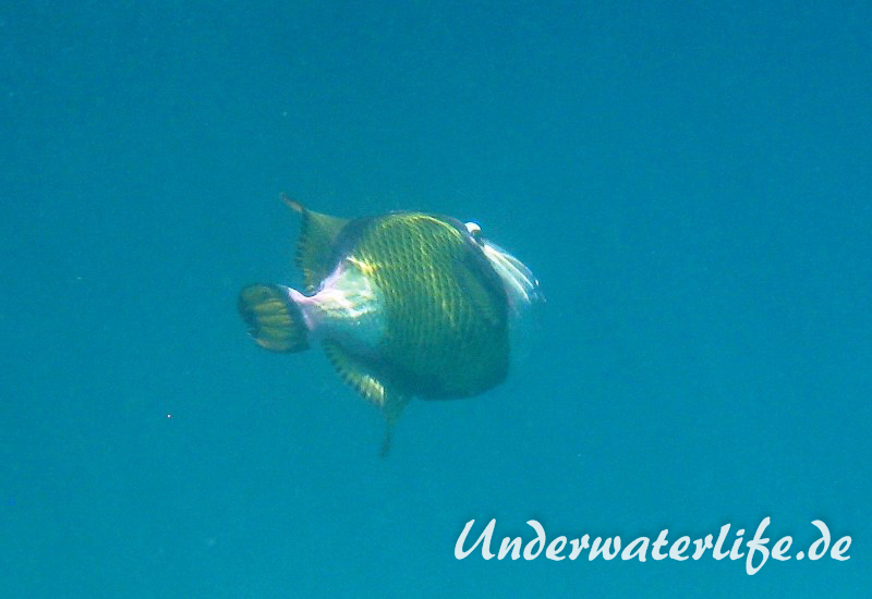Gruener-Riesendrueckerfisch_adult-Malediven-2013-04