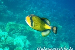 Gruener Riesendrückerfisch_adult-Marsa alam-2012-1