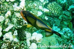 Gruener Riesendrückerfisch_adult-Marsa alam-2012-2