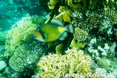 Gruener Riesendrückerfisch_adult-Marsa alam-2012-3