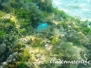 Grüner Schwalbenschwanz (Chromis viridis)