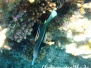 Grüner Vogelfisch (Gomphosus caeruleus)