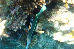 Gruener Vogelfisch_adult_Männchen-Marsa alam-2012-1