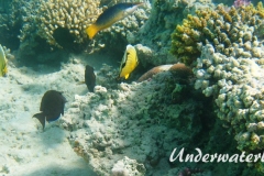 Gruener Vogelfisch_adult_Weibchen-Marsa alam-2012-2