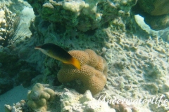 Gruener Vogelfisch_adult_Weibchen-Marsa alam-2012-3