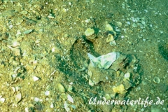 Grundel-Amblyeleotris latifasciata_adult-Thailand-2017-002