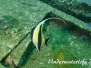 Halfterfisch (Zanclus cornutus) Indopazifik
