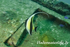 Halfterfisch_adult-Thailand-2017-001