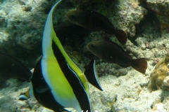 Halfterfisch_adult-Malediven-2013-01