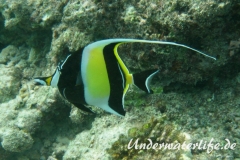 Halfterfisch_adult-Malediven-2013-02