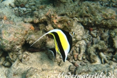 Halfterfisch_adult-Malediven-2013-04