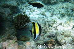 Halfterfisch_adult-Malediven-2013-05