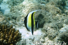 Halfterfisch_adult-Malediven-2013-07