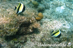 Halfterfisch_adult-Malediven-2013-08