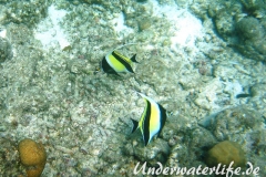 Halfterfisch_adult-Malediven-2013-09