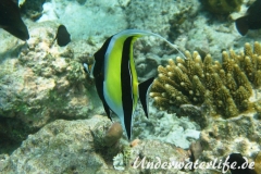 Halfterfisch_adult-Malediven-2013-15
