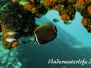 Indopazifik Falterfische-Chaetodontidae-Butterflyfishes