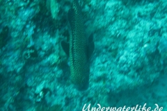 Harlekin-Suesslippe_adult-Malediven-2013-02
