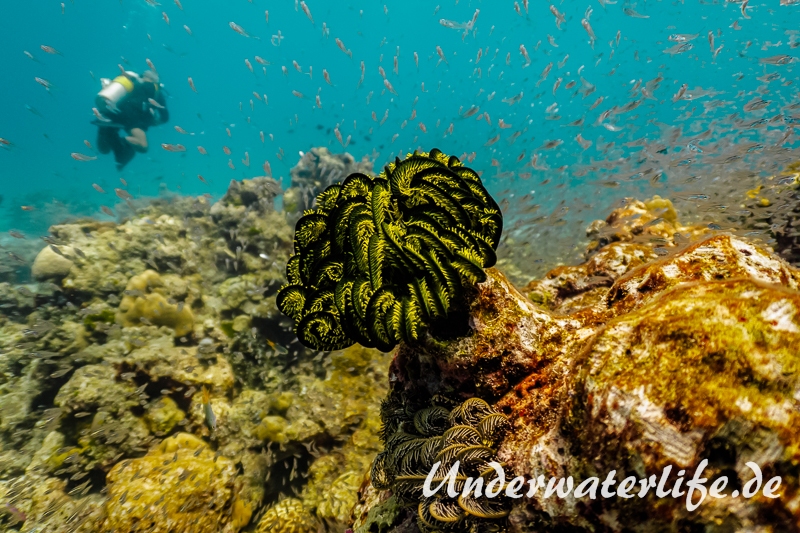 Faszinierende Unterwasserwelten