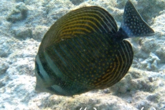 Indik Segelflossendoktorfisch_adult-Marsa alam-2012-1