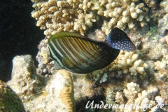 Indik Segelflossendoktorfisch_adult-Marsa alam-2012-2