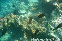 Indik Segelflossendoktorfisch_adult-Marsa alam-2012-4