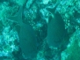 Indik-Tüpfel-Kaninchenfisch (Siganus laqueus)