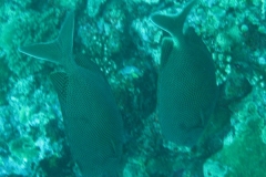 Indik-Tuepfel-Kaninchenfisch_adult-Malediven-2013-01