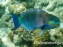 Indik Papageifische-Scaridae-Parrotfishes