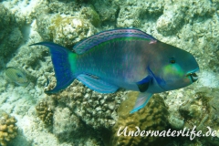 Indischer-Buckelkopfpapageifisch_adult-Maennchen-Malediven-2013-011