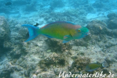 Indischer-Buckelkopfpapageifisch_adult-Maennchen-Malediven-2013-012