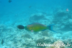 Indischer-Buckelkopfpapageifisch_adult-Maennchen-Malediven-2013-013